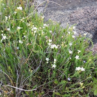 Samolus repens (Creeping Brookweed) at Bawley Point, NSW - 24 Nov 2018 by GLemann