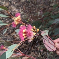 Eucalyptus sideroxylon (Mugga Ironbark) at Hughes Grassy Woodland - 22 Nov 2018 by JackyF