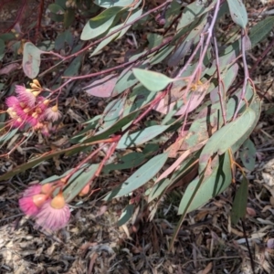 Eucalyptus sideroxylon at Deakin, ACT - 22 Nov 2018 02:27 PM