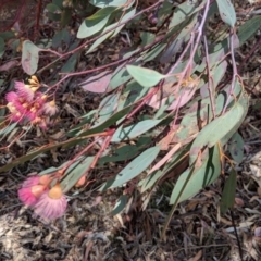 Eucalyptus sideroxylon at Deakin, ACT - 22 Nov 2018