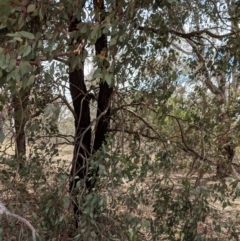 Eucalyptus sideroxylon at Deakin, ACT - 22 Nov 2018 02:27 PM