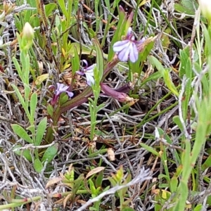 Lobelia anceps at Bawley Point, NSW - 24 Nov 2018 03:35 PM