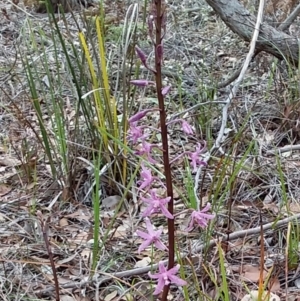 Dipodium roseum at Bawley Point, NSW - 11 Dec 2018