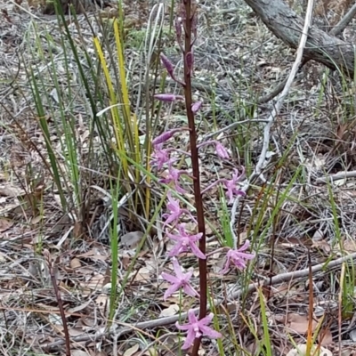 Dipodium roseum (Rosy Hyacinth Orchid) at Meroo National Park - 11 Dec 2018 by GLemann