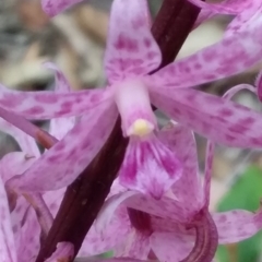 Dipodium roseum at Bawley Point, NSW - suppressed