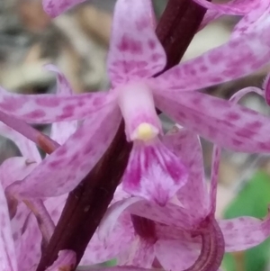 Dipodium roseum at Bawley Point, NSW - 11 Dec 2018