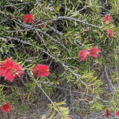 Melaleuca citrina (Crimson Bottlebrush) at Red Hill Nature Reserve - 25 Nov 2018 by JackyF