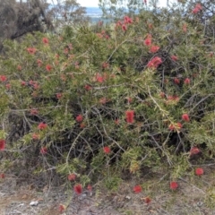 Callistemon citrinus at Red Hill, ACT - 25 Nov 2018