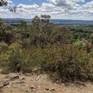 Melaleuca citrina at Red Hill, ACT - 25 Nov 2018