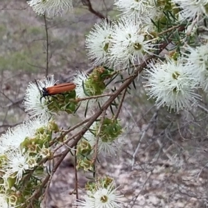Porrostoma sp. (genus) at Meroo National Park - 24 Nov 2018
