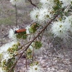 Porrostoma sp. (genus) (Lycid, Net-winged beetle) at Meroo National Park - 24 Nov 2018 by GLemann