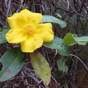 Hibbertia scandens at Bawley Point, NSW - 24 Nov 2018 05:44 PM