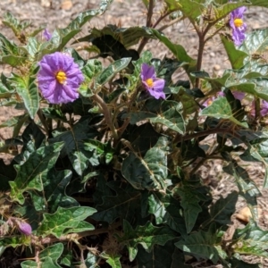 Solanum cinereum at Red Hill, ACT - 25 Nov 2018 11:08 AM