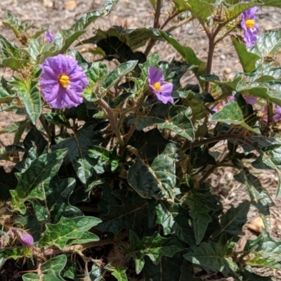 Solanum cinereum (Narrawa Burr) at Red Hill, ACT - 25 Nov 2018 by JackyF