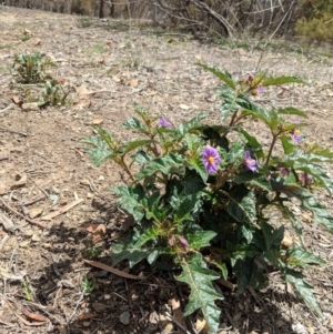 Solanum cinereum at Red Hill, ACT - 25 Nov 2018 11:08 AM