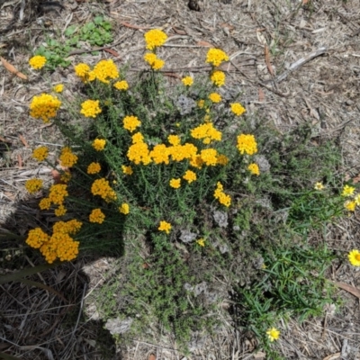 Chrysocephalum sp. (Everlasting) at Red Hill Nature Reserve - 25 Nov 2018 by JackyF