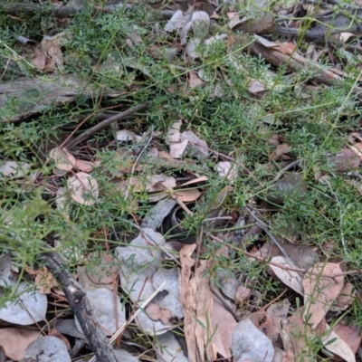 Clematis leptophylla (Small-leaf Clematis, Old Man's Beard) at Red Hill Nature Reserve - 24 Nov 2018 by JackyF