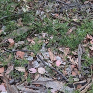 Clematis leptophylla at Deakin, ACT - 24 Nov 2018