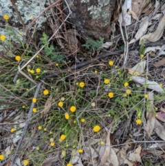 Calotis lappulacea (Yellow Burr Daisy) at Deakin, ACT - 24 Nov 2018 by JackyF