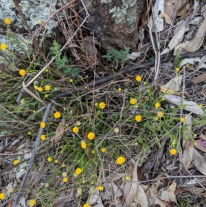 Calotis lappulacea at Deakin, ACT - 24 Nov 2018 05:45 PM