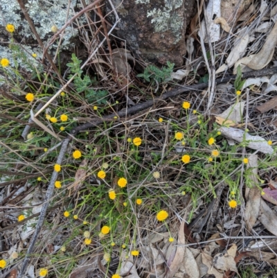 Calotis lappulacea (Yellow Burr Daisy) at Red Hill Nature Reserve - 24 Nov 2018 by JackyF