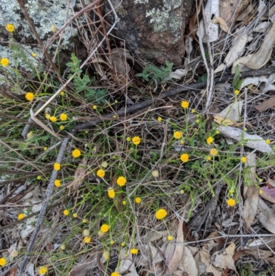 Calotis lappulacea (Yellow Burr Daisy) at Deakin, ACT - 24 Nov 2018 by JackyF