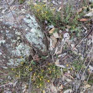 Calotis lappulacea at Deakin, ACT - 24 Nov 2018