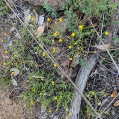 Calotis lappulacea at Deakin, ACT - 24 Nov 2018 05:45 PM