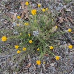 Chrysocephalum semipapposum (Clustered Everlasting) at Red Hill Nature Reserve - 24 Nov 2018 by JackyF