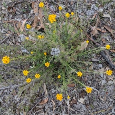 Chrysocephalum semipapposum (Clustered Everlasting) at Deakin, ACT - 24 Nov 2018 by JackyF