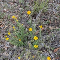 Chrysocephalum semipapposum at Deakin, ACT - 24 Nov 2018