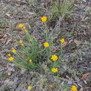 Chrysocephalum semipapposum at Deakin, ACT - 24 Nov 2018