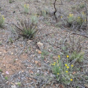 Chrysocephalum semipapposum at Deakin, ACT - 24 Nov 2018