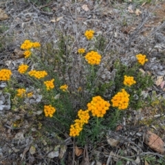 Chrysocephalum semipapposum (Clustered Everlasting) at Deakin, ACT - 24 Nov 2018 by JackyF