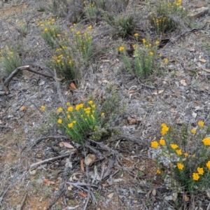 Chrysocephalum semipapposum at Deakin, ACT - 24 Nov 2018