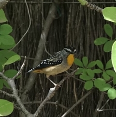 Pardalotus punctatus (Spotted Pardalote) at Hughes, ACT - 25 Nov 2018 by allyire