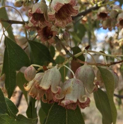 Brachychiton populneus subsp. populneus (Kurrajong) at Stirling Park - 25 Nov 2018 by KL