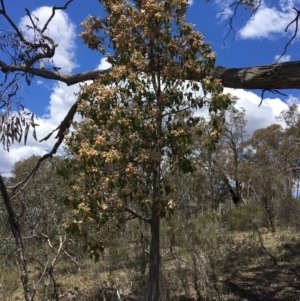 Brachychiton populneus subsp. populneus at Yarralumla, ACT - 25 Nov 2018 01:11 PM