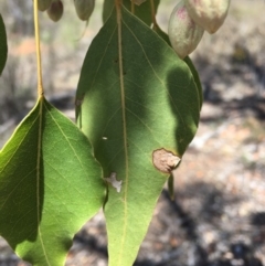 Brachychiton populneus subsp. populneus at Yarralumla, ACT - 25 Nov 2018 01:11 PM