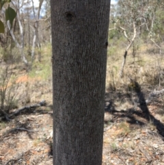 Brachychiton populneus subsp. populneus at Yarralumla, ACT - 25 Nov 2018
