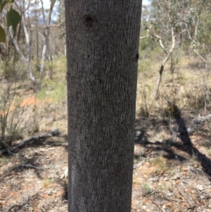 Brachychiton populneus subsp. populneus at Yarralumla, ACT - 25 Nov 2018
