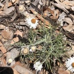 Leucochrysum albicans subsp. tricolor (Hoary Sunray) at Stirling Park - 25 Nov 2018 by KL