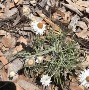 Leucochrysum albicans subsp. tricolor at Yarralumla, ACT - 25 Nov 2018