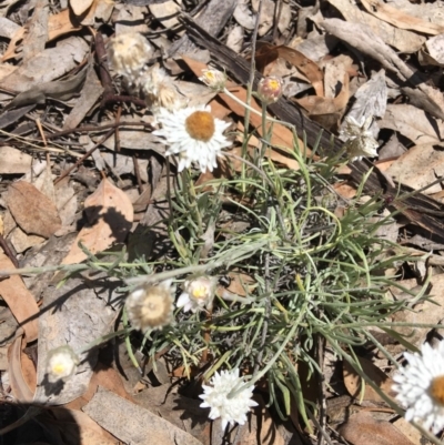 Leucochrysum albicans subsp. tricolor (Hoary Sunray) at Stirling Park - 25 Nov 2018 by KL
