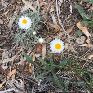 Leucochrysum albicans subsp. tricolor at Yarralumla, ACT - 25 Nov 2018