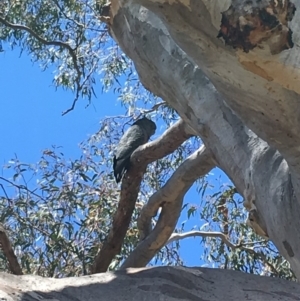 Callocephalon fimbriatum at Yarralumla, ACT - suppressed