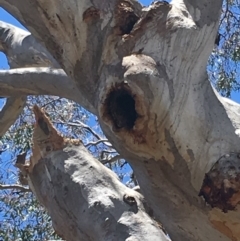 Callocephalon fimbriatum at Yarralumla, ACT - suppressed