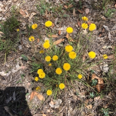 Rutidosis leptorhynchoides (Button Wrinklewort) at Yarralumla, ACT - 25 Nov 2018 by KL