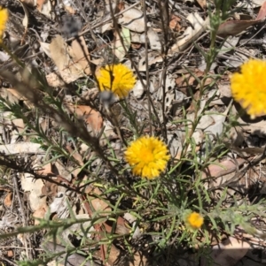 Rutidosis leptorhynchoides at Yarralumla, ACT - 25 Nov 2018 12:10 PM