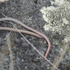 Aprasia parapulchella (Pink-tailed Worm-lizard) at Gundaroo, NSW - 25 Nov 2018 by MPennay